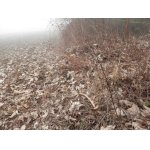 Milé překvapení v husté mlze a v husté vrstvě spadaného listí