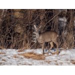 srnčí zvěř