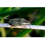 Kněžice kuželovitá 