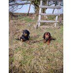 Chip a Dasty ( zleva )