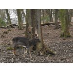 POCHLUBIL SE TROFEJÍ....:-)))