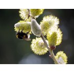 ČMELDA PILNĚ PRACUJE.