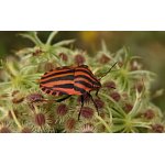 Kněžice pásovaná