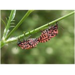 Kněžice pásovaná - pár 