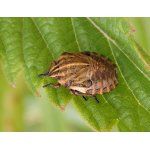 Kněžice pásovaná - nymfa 