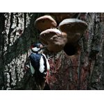 3.ZE ŽIVOTA STRAKAPOUDŮ.