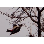 2.ZE ŽIVOTA STRAKAPOUDŮ.