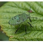 Kněžice trávozelená - nymfa