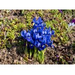 Jaro u nás na skalce