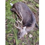 Bronzový jelen Sika