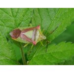 Kněžovka stromová