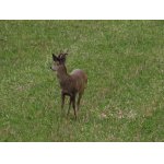 UKÁZAL MI TROFEJ....:-)))