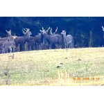 Sičí valná hromada