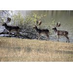 PŘEHLÍDKA TROFEJÍ...:-)))