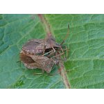 Vroubenka smrdutá - pár