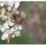 Vroubenkovka obecná