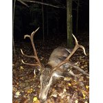 Velmi dobrý Jelen Evropský