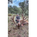 Iberský jelen ze Španělska