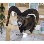 Chovateľská prehliadka trofejí poľovníckej sezóny 2025/2026-Poprad.