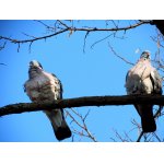 2.JARO S HŘIVNÁČI.