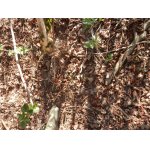 Schovaný v hrabance, ale vše už zarůstá i trávou a kopřivami