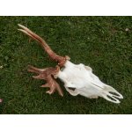 Zajímavá trofej nerovného srnčího dvanácteráka