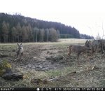 Včera k večeru - srnčí a  vysoká