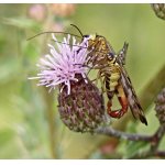 Srpice běžná - při páření