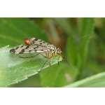 Srpice běžná - sameček