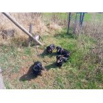 velikonoční smečka