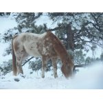 Dopravni prostredek,zde!