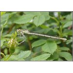 Šidélko brvonohé - samička