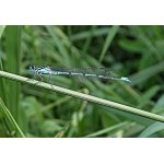 Šidélko kroužkované