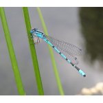 Šidélko kroužkované - samec