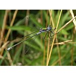 Šídlatka páskovaná