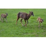 AŤ SE MLÁDÍ VYDOVÁDÍ....:-)))