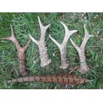 Včerejší výřad, domů jsem se vracel unavený, ale spokojený