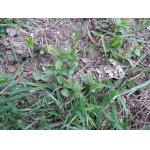 To jarní zarůstání do trávy tu už musel zažít poněkolikáté