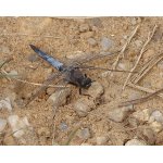 Vážka  černořitná - samec