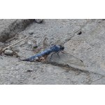 Vážka  černořitná - samec