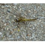 Vážka  černořitná - samice