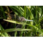 Vážka černořitná - samec