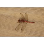 Vážka obecná - samec