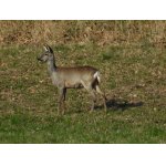 POHODOVÉ ODPOLEDNE.