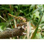 Vážka obecná - samice 