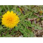 Na cestě za dobrotou 