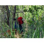 NEUKRYL SE DOSTATEČNĚ    :-)))