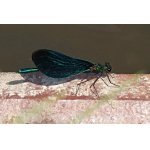 Motýlice obecná - samec