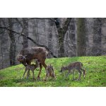 TO JE DOBROTA....:-)))