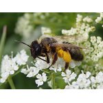 Včela medonosná